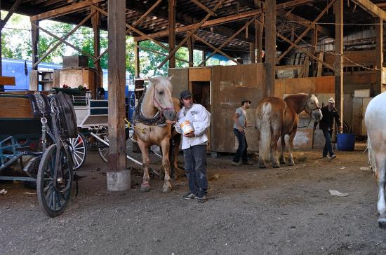 Stables, Griffintown, Montreal, rue Basin, horses 20120916