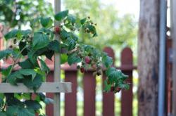 Куст малины