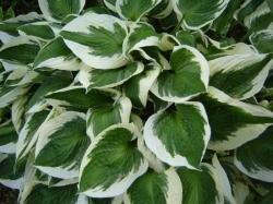 Hosta - 3