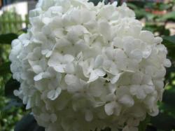 Hortensia