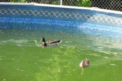 Утки в бассейне