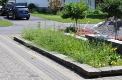 Клумба 20100711-8