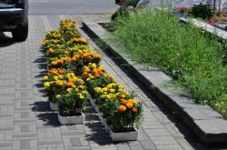 Клумба 20100711-9