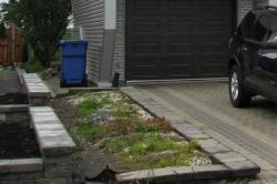 Клумба 20100711-3